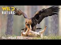 WILD YOSEMITE The Battle For Survival Amidst Majestic Nature Animal Documentary