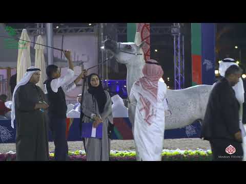 N 70 BASMA AL KHALED   Asharqia Gulf Straight Egyptian Arabian Cup 2020   Mares 10+ Years Old Class