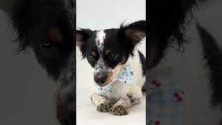 Video preview image #1 Papillon-Unknown Mix Puppy For Sale in Benton, LA, USA