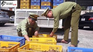 Quảng Ninh - Tiêu hủy 13.500 con gà giống nhập lậu từ Trung Quốc || daga.live