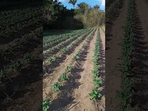 Plantação de feijão de corda #natureza ??