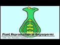 Plant Reproduction in Angiosperms