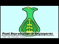 Plant Reproduction In Angiosperms