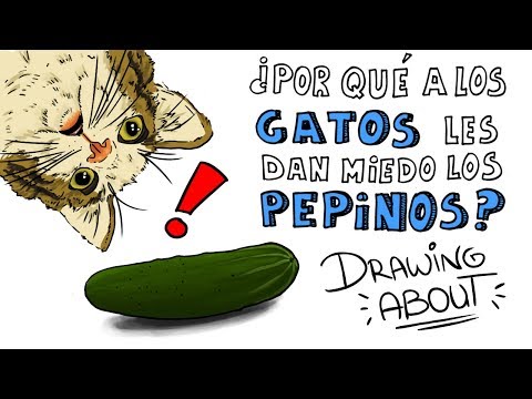 , title : '¿POR QUÉ A LOS GATOS LES DAN MIEDO LOS PEPINOS? | Draw My Life'