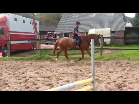 Wilawander xx x Farmer 5y old gelding