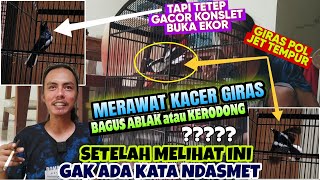 Download lagu DIPERMUDAH BEGINI SAJA ⁉️ MERAWAT KACER GIRAS, BAGUS MENGEJAR JINAK ATAU GACOR KONSLET BUKA EKOR mp3