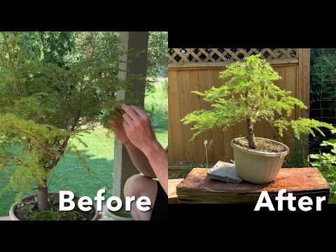 Western Hemlock Bonsai - Yamadori First Styling