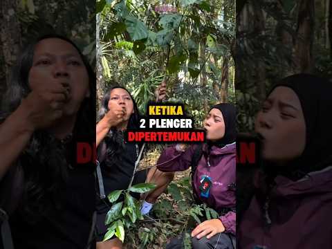 katerpillar dodolatus😹