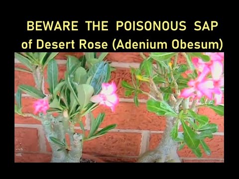 Is Desert Rose poisonous to dogs?