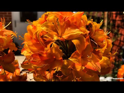 download lagu mp3 mp4 Deciduous Azalea Glowing Embers, download lagu Deciduous Azalea Glowing Embers gratis, unduh video klip Deciduous Azalea Glowing Embers