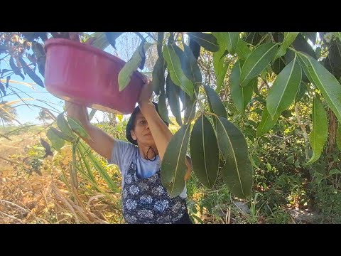 COLHENDO AZEITONAS NO TERRENO DO MEU IRMÃO ITAREMA-CE 