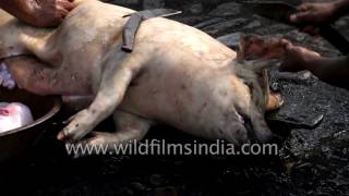 Parn Meghalayan man cuts pig's stomach and pulls out intestines