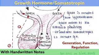 Growth Hormone | Somatotropin | Readymade notes for exam