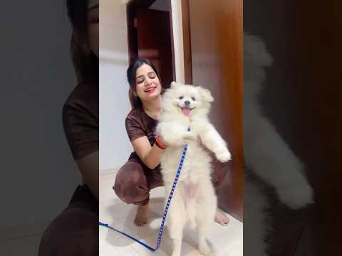 Pogo ne kia dance 💃🤣👅 #youtubeshorts #funny #cutedog