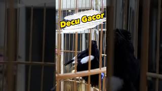 Download lagu Kacer mini gacor #decu #kacermini mp3