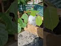 Kelinci Nd Lucu dibalik daun #kelinci #rabbit #bunny #pets #animals #cute #hewanlucu #peliharaan