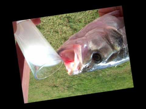 tINI - Shmoohs Raisin Theory (Loi le Beau Re-UP Remix)