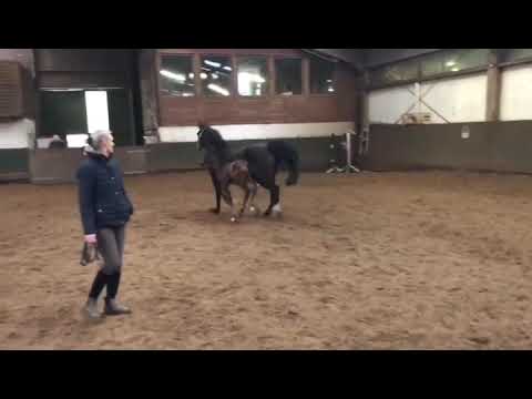 Unser Nachwuchsfohlen 2020 Cornets Quabrice- Quiwi Dream - Levisto