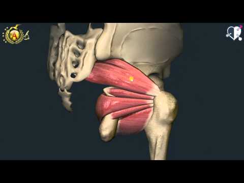 Musculoskeletal System 43: Hip Muscles