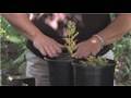 flower gardening how to grow white sage