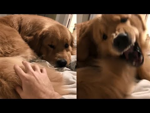 Dog Goes Crazy Every Time His Tail Is Being Touched