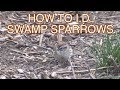 How to I D  Swamp Sparrows: NARRATED