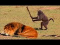 I Dare You Not To Laugh At These FUNNY Animal Funniest Animals Videos
