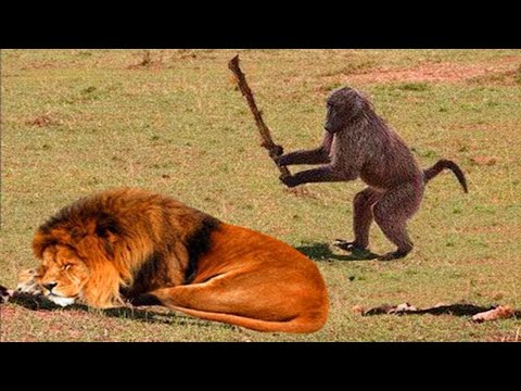 Je vous mets au défi de ne pas rire devant ces drôles d'animaux 🤣 funniest animals videos