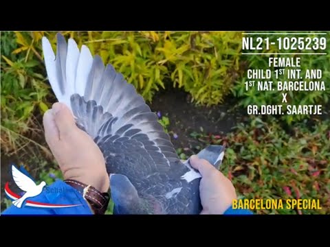 Ries & Gerard Schalkwijk - TRAVIPHARMA 2021