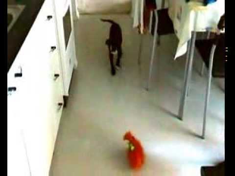 Azra the dog vs. talking toy