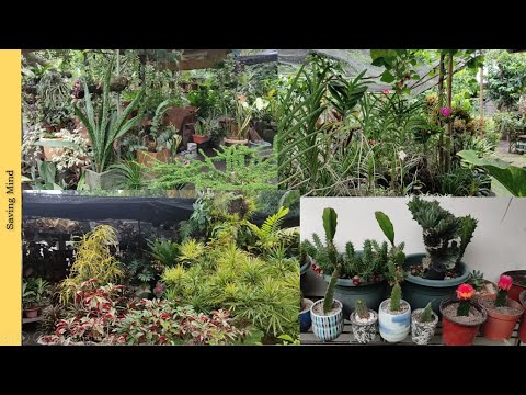 Beautiful Flower Garden in Philippines, The CERDANA Gardens