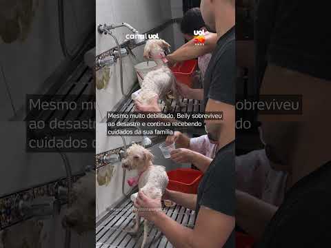 Conheça o cachorro que sobreviveu e foi resgatado 29 dias após terremotos na Venezuela