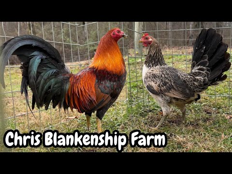 Mr. Chris Blankenship Beautiful Color Chicken - Right Fork Farm