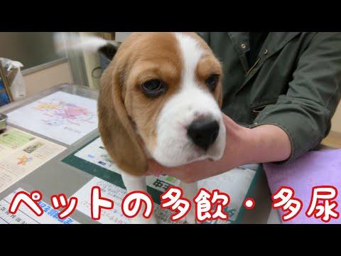 犬の多尿症と多飲症 – 原因と対処法