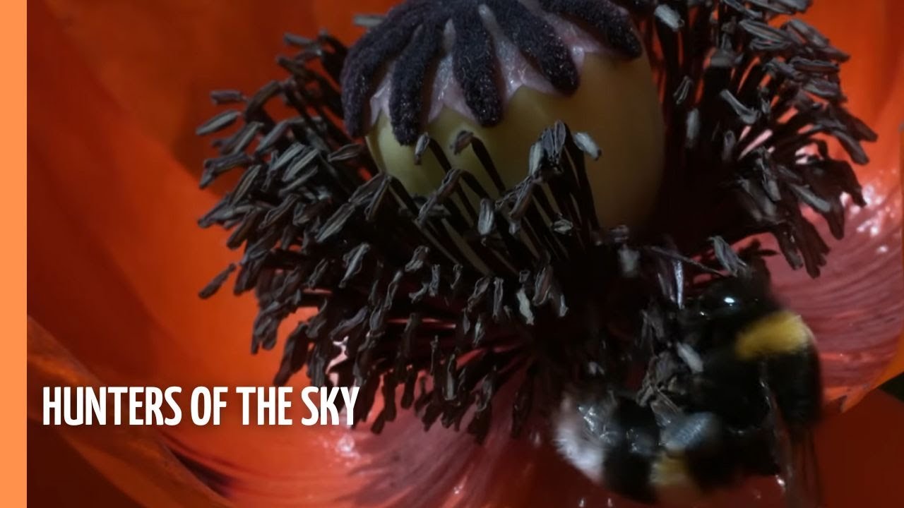 Children of the Sun – Wild Bees