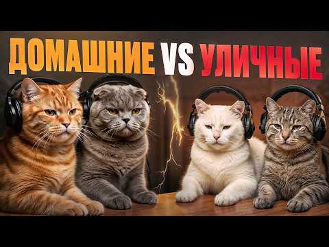 Подкаст Котов | в гостях Уличные коты