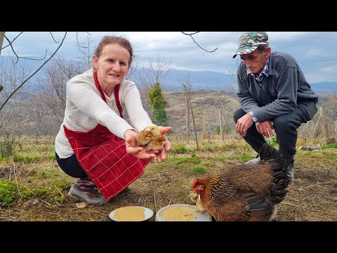 The Magic of Hatching Chicks: Witnessing New Life in the Village