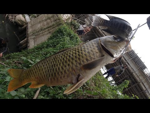 SE03EP102 Part 2 - PINAMUGARAN na ng MGA MAMAW ang TR4 ( PANGASIUS AFRICAN o KARPA ) San Pablo City