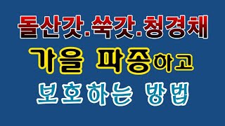 [텃밭농부. 1,231]  돌산갓, 쑥갓, 청경채 가을 파종하고 보호하는 방법. #청갓재배 #돌산갓재배 #쑥…