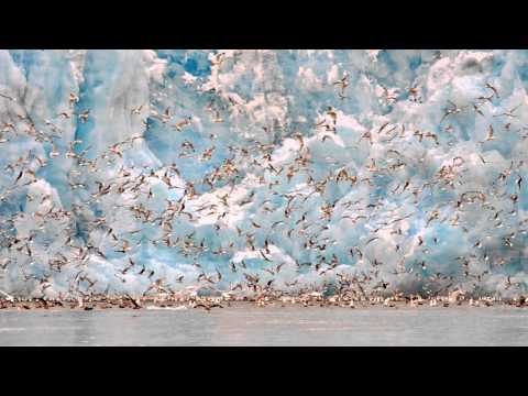 Einojuhani Rautavaara: Concerto for Birds and Orchestra “Cantus Arcticus”, Op. 61
