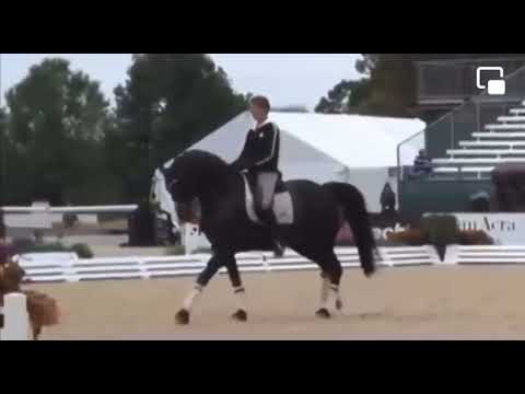 Gonçalo Carvalho / Rubi and Edward Gal and Totilas on same arena