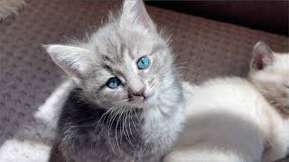 Selling My Kitten With Rare Eye Color For $100,000