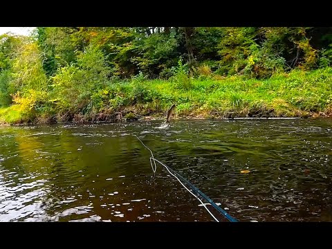 Fly Fishing for Salmon on the River Doon
