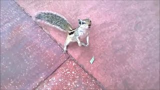 Revenge of the Squirrel