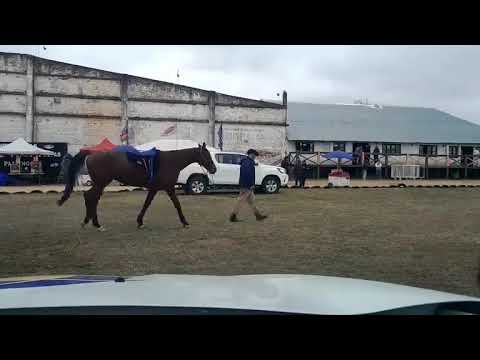 Marcaron 21 binomios - 48° ed. del raid federado  CONSTITUYENTES DE 1830, 80 km - Melo 11/07/2026