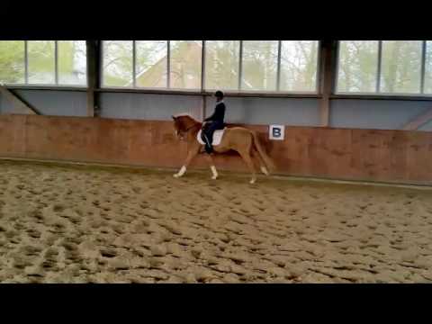 3j. Fuchswallach von The Braes My Mobility - Don´t Worry