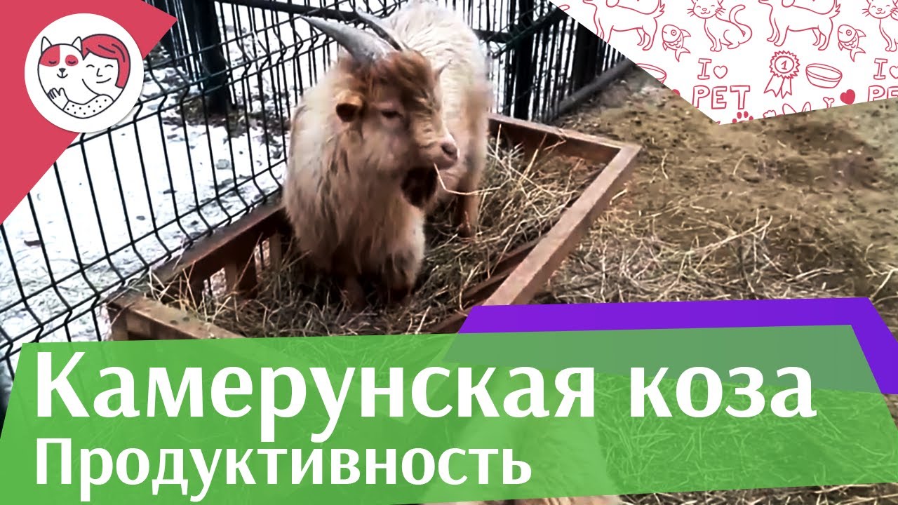 Камерунская коза Продуктивность на ilikepet