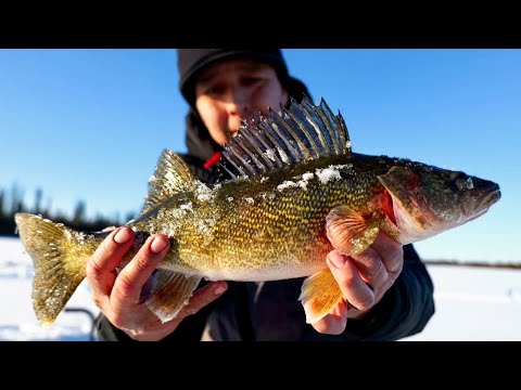 Ice Fishing Backcountry Walleye (surprise PB pike)