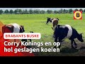 Gekke koeien en Corry Konings: een bomvol Buske! | Omroep Brabant
