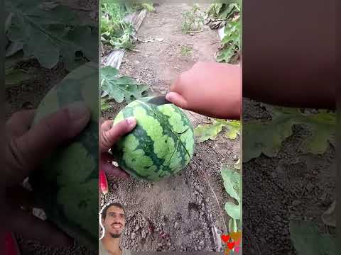 How to Grow Large Watermelons: Growing Tips and Ideal Harvest Time